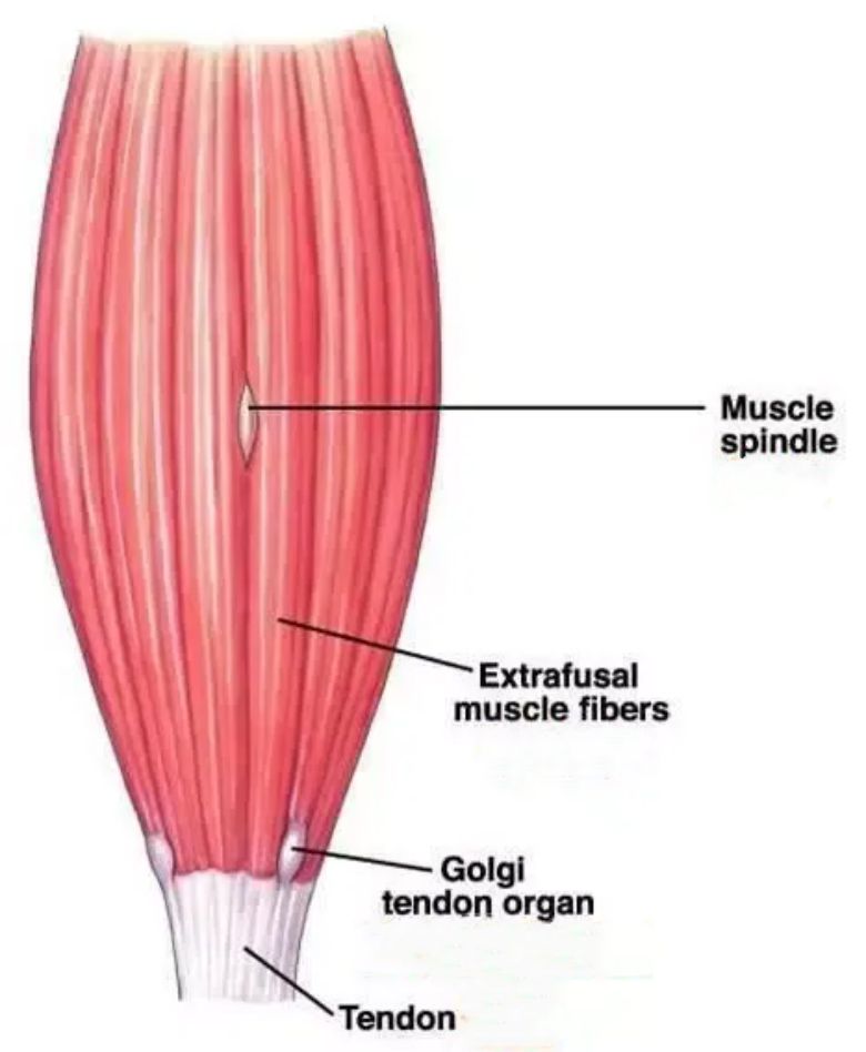 How To Use A Foam Roller Correctly To Exercise And Relax?cid=165